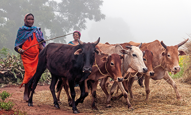 Christmas among the cows