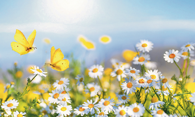 Chapter & Verse: Leviticus 23:9-21